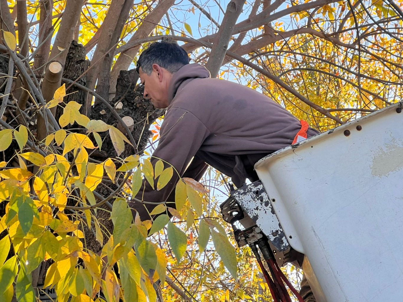 En San José inicio la temporada de poda del arbolado urbano