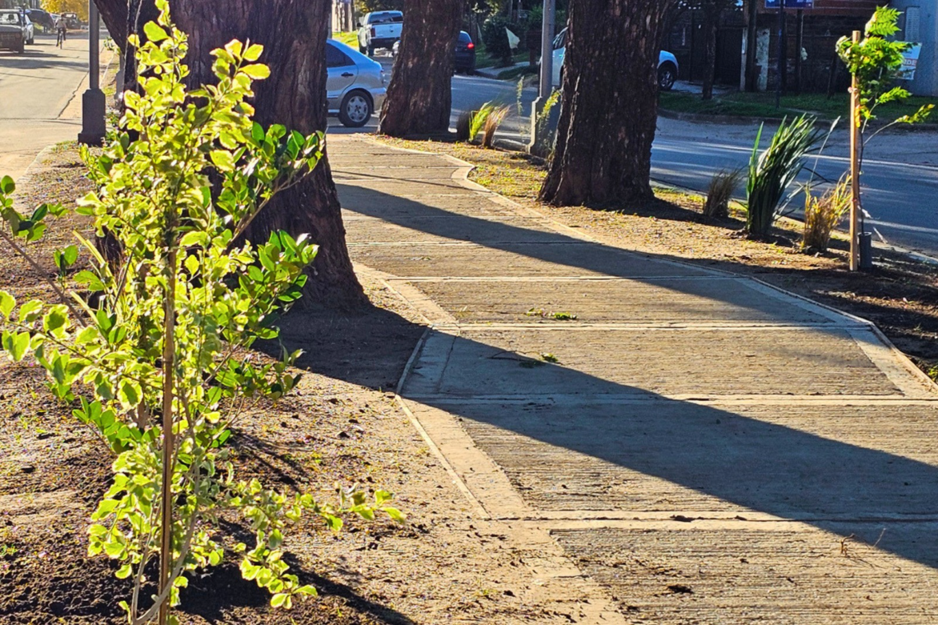 La Municipalidad de Colón avanza con forestación y parquizado en Boulevard Sanguinetti