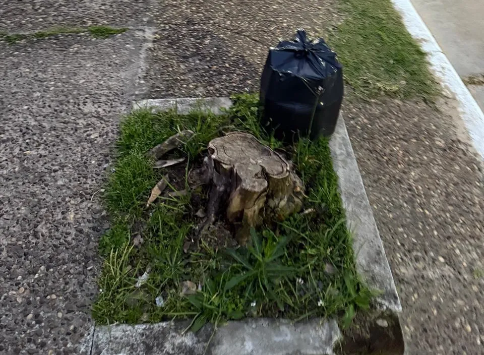 Denuncian Anarquía en la Política Ambiental y el Incumplimiento de la Ordenanza sobre Arbolado Públi