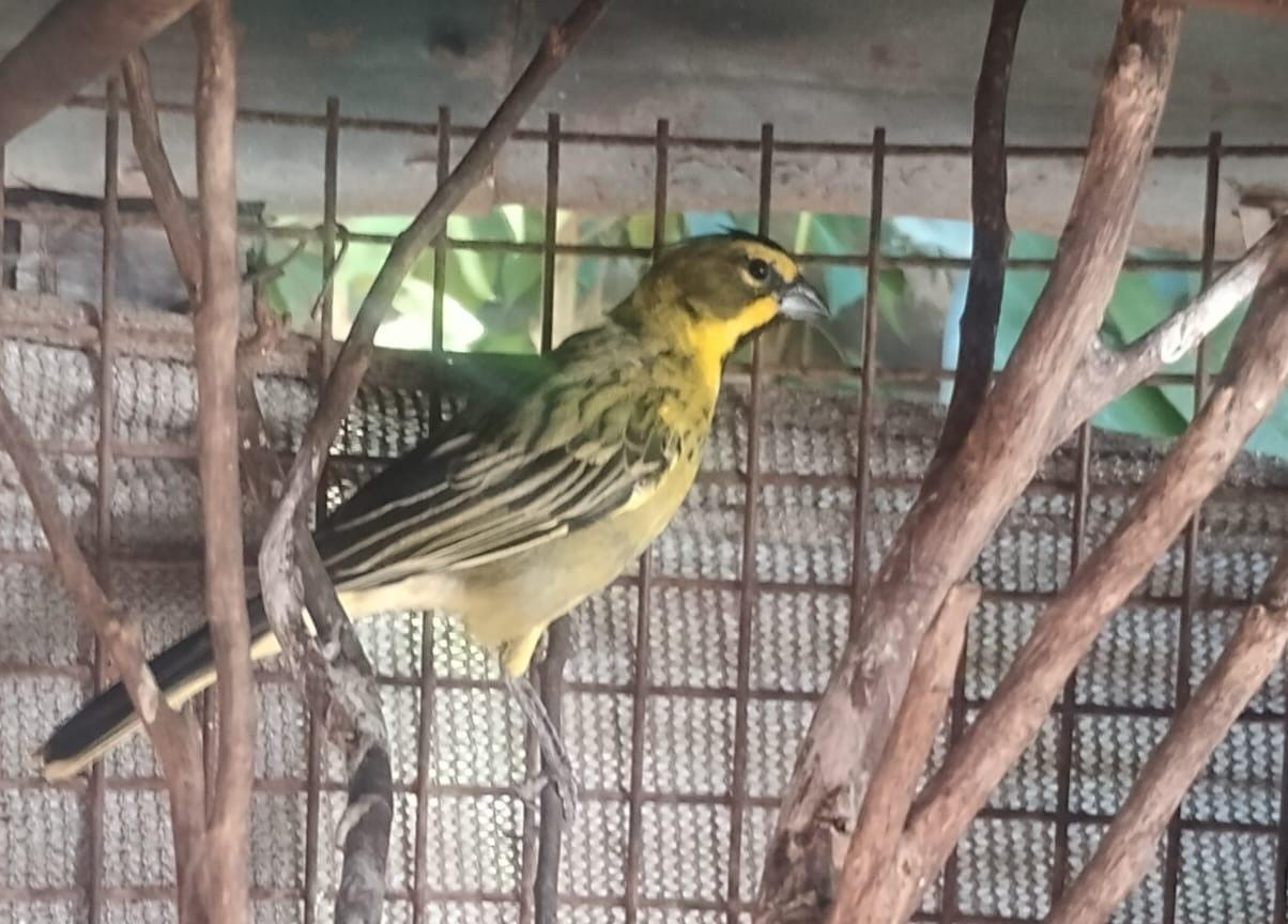 Villa Elisa: Rescatan 80 aves silvestres en un importante operativo por infracción a la Ley de Caza