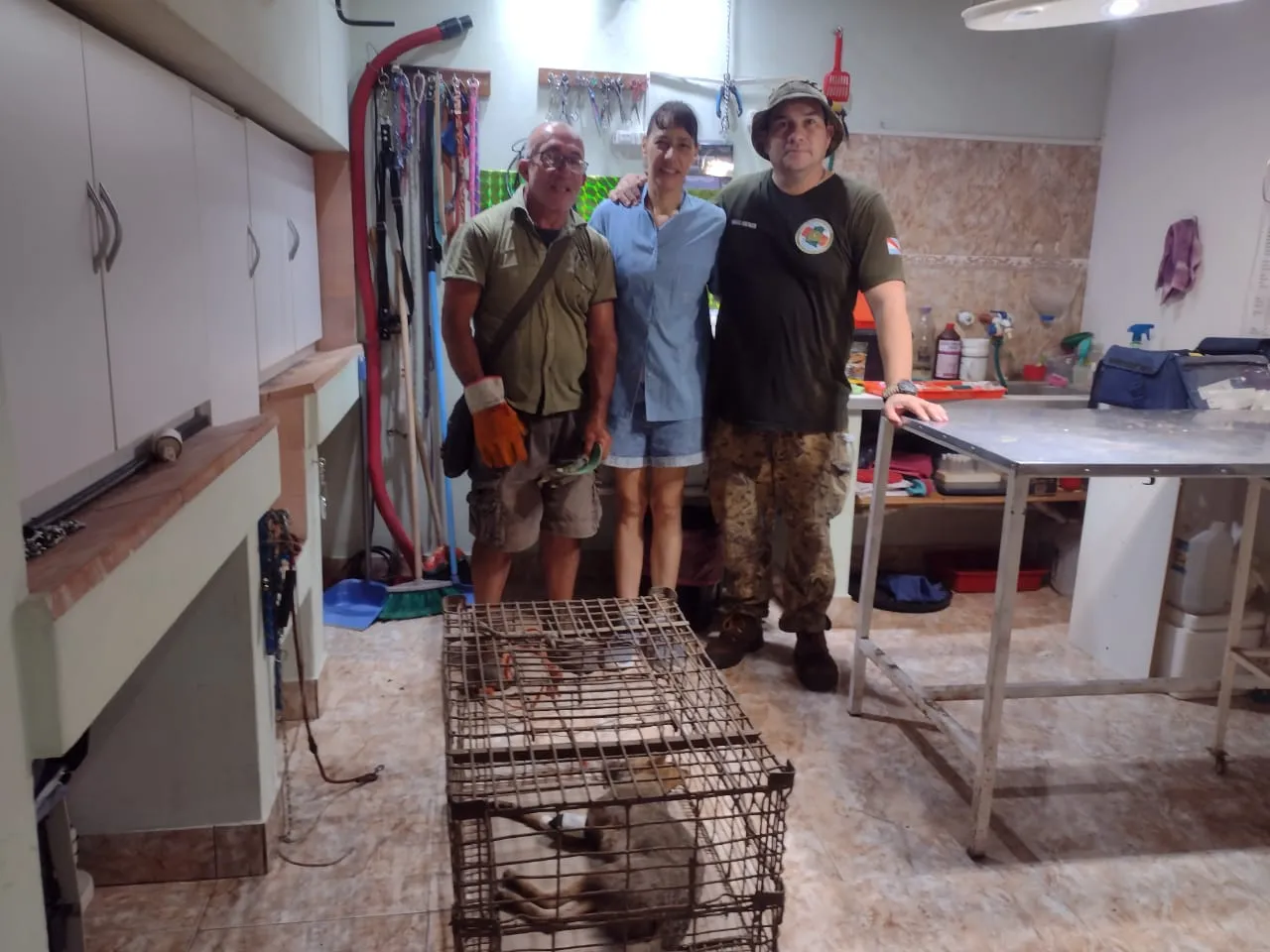 Rescatan una zorra de monte en Villa Elisa en vísperas de Navidad